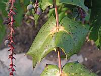 Mahonia Bealei (fam Berberidacees) (Chine) (15) (Photo F. Mrugala)
